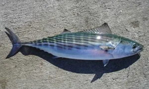 bonito