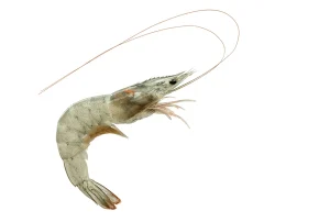 fresh-shrimp-isolated-on-white-600nw-1589972872